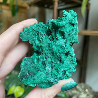 Velvet Malachite Cluster | Fibrous Green Copper Based Crystal from Curious Muse Crystals Tagged with Copper Stone, Crystal Healing, Dark Green Stone, Genuine Crystal, green, Hearth Chakra, hide-notify-btn, Malachite, Manifestation, Mineral Collection, Natural Mineral, Prosperity Wealth, Raw Mineral, Reiki Healing