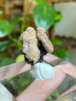 Olmiite on Manganite - Collector Mineral from N'Chwaning Mine, South Africa from Curious Muse Crystals Tagged with black, calcium manganese, Collector mineral, hide-notify-btn, High grade crystal, kalahari fields, newfound mineral, Olmiite mineral, poldervaarite, Rare mineral, Small collectible, south africa mineral