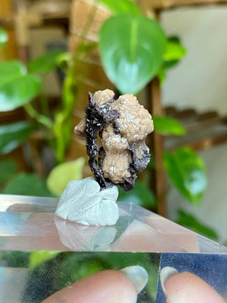 Olmiite on Manganite - Collector Mineral from N'Chwaning Mine, South Africa from Curious Muse Crystals Tagged with black, calcium manganese, Collector mineral, hide-notify-btn, High grade crystal, kalahari fields, newfound mineral, Olmiite mineral, poldervaarite, Rare mineral, Small collectible, south africa mineral