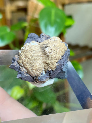 Olmiite on Manganite - Collector Mineral from N'Chwaning Mine, South Africa from Curious Muse Crystals Tagged with black, calcium manganese, Collector mineral, hide-notify-btn, High grade crystal, kalahari fields, newfound mineral, Olmiite mineral, poldervaarite, Rare mineral, Small collectible, south africa mineral