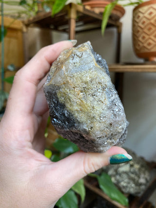 Black Tourmaline in Elestial Quartz | Brazil from Curious Muse Crystals Tagged with black, Black tourmaline, Brazilian Quartz, clear, elestial, Elestial Quartz, hide-notify-btn, self healed, tourmaline