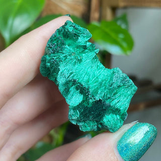 Velvet Malachite Cluster | Fibrous Green Copper Based Crystal from Curious Muse Crystals Tagged with Copper Stone, Crystal Healing, Dark Green Stone, Genuine Crystal, green, Hearth Chakra, hide-notify-btn, Malachite, Manifestation, Mineral Collection, Natural Mineral, Prosperity Wealth, Raw Mineral, Reiki Healing
