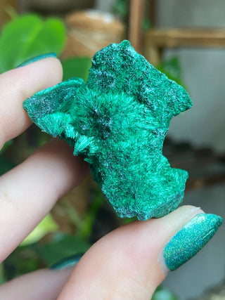 Velvet Malachite Cluster | Fibrous Green Copper Based Crystal from Curious Muse Crystals Tagged with Copper Stone, Crystal Healing, Dark Green Stone, Genuine Crystal, green, Hearth Chakra, hide-notify-btn, Malachite, Manifestation, Mineral Collection, Natural Mineral, Prosperity Wealth, Raw Mineral, Reiki Healing