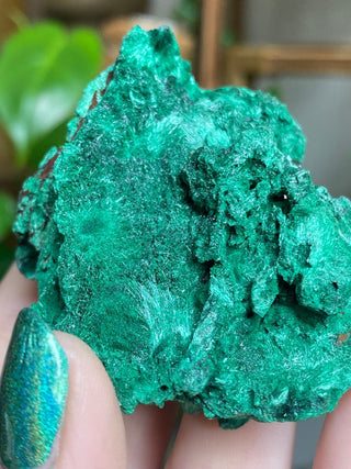 Velvet Malachite Cluster | Fibrous Green Copper Based Crystal from Curious Muse Crystals Tagged with Copper Stone, Crystal Healing, Dark Green Stone, Genuine Crystal, green, Hearth Chakra, hide-notify-btn, Malachite, Manifestation, Mineral Collection, Natural Mineral, Prosperity Wealth, Raw Mineral, Reiki Healing