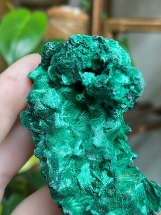 Velvet Malachite Cluster | Fibrous Green Copper Based Crystal from Curious Muse Crystals Tagged with Copper Stone, Crystal Healing, Dark Green Stone, Genuine Crystal, green, Hearth Chakra, hide-notify-btn, Malachite, Manifestation, Mineral Collection, Natural Mineral, Prosperity Wealth, Raw Mineral, Reiki Healing