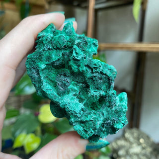Velvet Malachite Cluster | Fibrous Green Copper Based Crystal from Curious Muse Crystals Tagged with Copper Stone, Crystal Healing, Dark Green Stone, Genuine Crystal, green, Hearth Chakra, hide-notify-btn, Malachite, Manifestation, Mineral Collection, Natural Mineral, Prosperity Wealth, Raw Mineral, Reiki Healing