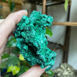 Velvet Malachite Cluster | Fibrous Green Copper Based Crystal from Curious Muse Crystals Tagged with Copper Stone, Crystal Healing, Dark Green Stone, Genuine Crystal, green, Hearth Chakra, hide-notify-btn, Malachite, Manifestation, Mineral Collection, Natural Mineral, Prosperity Wealth, Raw Mineral, Reiki Healing