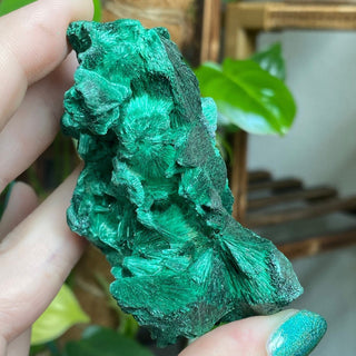 Velvet Malachite Cluster | Fibrous Green Copper Based Crystal from Curious Muse Crystals Tagged with Copper Stone, Crystal Healing, Dark Green Stone, Genuine Crystal, green, Hearth Chakra, hide-notify-btn, Malachite, Manifestation, Mineral Collection, Natural Mineral, Prosperity Wealth, Raw Mineral, Reiki Healing