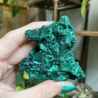 Velvet Malachite Cluster | Fibrous Green Copper Based Crystal from Curious Muse Crystals Tagged with Copper Stone, Crystal Healing, Dark Green Stone, Genuine Crystal, green, Hearth Chakra, hide-notify-btn, Malachite, Manifestation, Mineral Collection, Natural Mineral, Prosperity Wealth, Raw Mineral, Reiki Healing