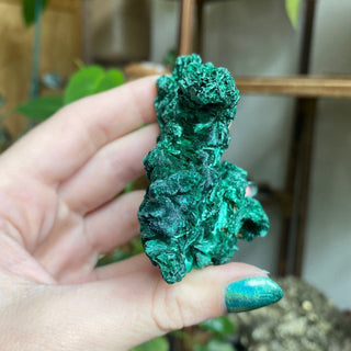 Velvet Malachite Cluster | Fibrous Green Copper Based Crystal from Curious Muse Crystals Tagged with Copper Stone, Crystal Healing, Dark Green Stone, Genuine Crystal, green, Hearth Chakra, hide-notify-btn, Malachite, Manifestation, Mineral Collection, Natural Mineral, Prosperity Wealth, Raw Mineral, Reiki Healing