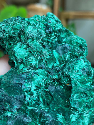 Velvet Malachite Cluster | Fibrous Green Copper Based Crystal from Curious Muse Crystals Tagged with Copper Stone, Crystal Healing, Dark Green Stone, Genuine Crystal, green, Hearth Chakra, hide-notify-btn, Malachite, Manifestation, Mineral Collection, Natural Mineral, Prosperity Wealth, Raw Mineral, Reiki Healing