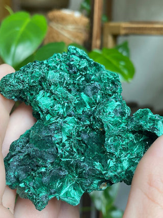 Velvet Malachite Cluster | Fibrous Green Copper Based Crystal from Curious Muse Crystals Tagged with Copper Stone, Crystal Healing, Dark Green Stone, Genuine Crystal, green, Hearth Chakra, hide-notify-btn, Malachite, Manifestation, Mineral Collection, Natural Mineral, Prosperity Wealth, Raw Mineral, Reiki Healing