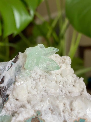 Green Fluorapophyllite Glassy Sharp Terminations | Old Stock 1980’s from Curious Muse Crystals Tagged with clear, Crystal healing, genuine crystal, green, hide-notify-btn, natural mineral, raw mineral, reiki crystal