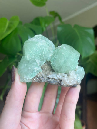 Green Fluorapophyllite Cubic Terminations on Stilbite | Old Stock 1980’s from Curious Muse Crystals Tagged with clear, Crystal healing, genuine crystal, green, hide-notify-btn, natural mineral, raw mineral, reiki crystal