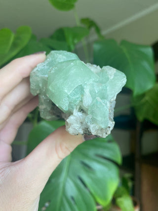Green Fluorapophyllite Cubic Terminations on Stilbite | Old Stock 1980’s from Curious Muse Crystals Tagged with clear, Crystal healing, genuine crystal, green, hide-notify-btn, natural mineral, raw mineral, reiki crystal