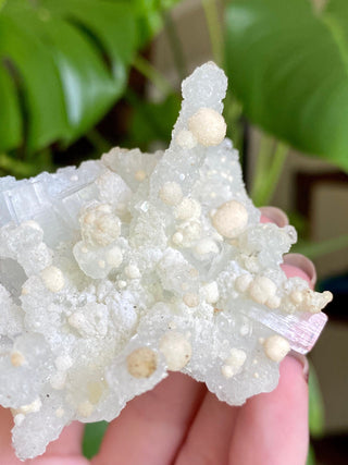 Chalcedony Stalactites with Stilbite Spherical Clusters | Old Stock 1980’s from Curious Muse Crystals Tagged with chalcedony, crystal energy, fine mineral, hide-notify-btn, india, raw, reiki healing, stilbite, zeolite