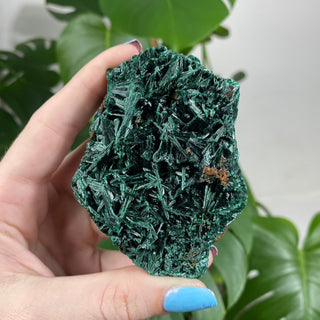 Velvet Malachite Cluster | Fibrous Green Copper Based Crystal from Curious Muse Crystals Tagged with Copper Stone, Crystal Healing, Dark Green Stone, Genuine Crystal, green, Hearth Chakra, hide-notify-btn, Malachite, Manifestation, Mineral Collection, Natural Mineral, Prosperity Wealth, Raw Mineral, Reiki Healing