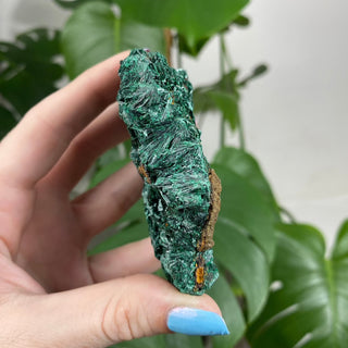 Velvet Malachite Cluster | Fibrous Green Copper Based Crystal from Curious Muse Crystals Tagged with Copper Stone, Crystal Healing, Dark Green Stone, Genuine Crystal, green, Hearth Chakra, hide-notify-btn, Malachite, Manifestation, Mineral Collection, Natural Mineral, Prosperity Wealth, Raw Mineral, Reiki Healing