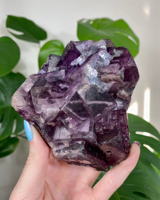 Múzquiz Fluorite with Unique Phantoms from Muzquiz, Mexico from Curious Muse Crystals Tagged with fluorescence, fluorite, hide-notify-btn, mexico, muzquiz fluorite, purple, raw crystal, uv reactive