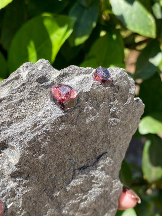 Alaskan Garnets in Mica Schist | Large Sheet from Curious Muse Crystals Tagged with alaska, garnet, kundalini, loyalty, mica, mica schist, natural garnet, protection, raw mineral, red, red garnet, willpower