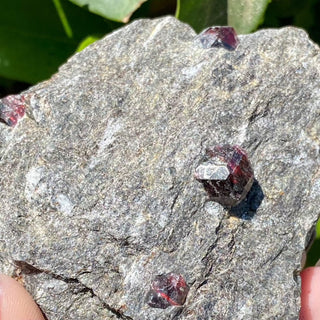 Alaskan Garnets in Mica Schist | Medium Sheet from Curious Muse Crystals Tagged with alaska, garnet, kundalini, loyalty, mica, mica schist, natural garnet, protection, raw mineral, red, red garnet, willpower