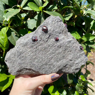 Alaskan Garnets in Mica Schist | Large Sheet from Curious Muse Crystals Tagged with alaska, garnet, kundalini, loyalty, mica, mica schist, natural garnet, protection, raw mineral, red, red garnet, willpower