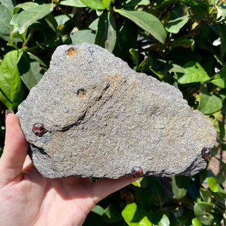 Alaskan Garnets in Mica Schist | Large Sheet from Curious Muse Crystals Tagged with alaska, garnet, kundalini, loyalty, mica, mica schist, natural garnet, protection, raw mineral, red, red garnet, willpower