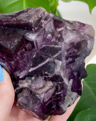 Múzquiz Fluorite with Unique Phantoms from Muzquiz, Mexico from Curious Muse Crystals for 346.00. Tagged with fluorescence, fluorite, hide-notify-btn, mexico, muzquiz fluorite, purple, raw crystal, uv reactive