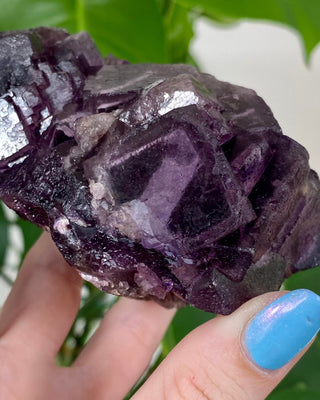 Múzquiz Fluorite with Unique Phantoms from Muzquiz, Mexico from Curious Muse Crystals for 346.00. Tagged with fluorescence, fluorite, hide-notify-btn, mexico, muzquiz fluorite, purple, raw crystal, uv reactive