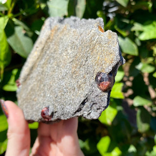 Alaskan Garnets in Mica Schist | Large Sheet from Curious Muse Crystals Tagged with alaska, garnet, kundalini, loyalty, mica, mica schist, natural garnet, protection, raw mineral, red, red garnet, willpower
