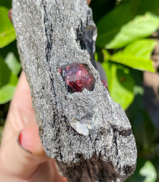 Alaskan Garnets in Mica Schist | Large Sheet from Curious Muse Crystals Tagged with alaska, garnet, kundalini, loyalty, mica, mica schist, natural garnet, protection, raw mineral, red, red garnet, willpower
