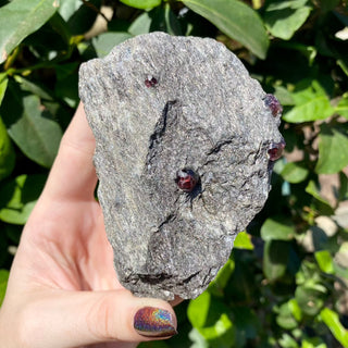 Alaskan Garnets in Mica Schist | Medium Sheet from Curious Muse Crystals Tagged with alaska, garnet, kundalini, loyalty, mica, mica schist, natural garnet, protection, raw mineral, red, red garnet, willpower