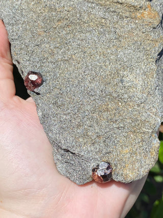 Alaskan Garnets in Mica Schist | Large Sheet from Curious Muse Crystals Tagged with alaska, garnet, kundalini, loyalty, mica, mica schist, natural garnet, protection, raw mineral, red, red garnet, willpower