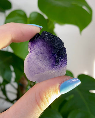Múzquiz Fluorite from Esperanza, Mexico from Curious Muse Crystals Tagged with fluorescence, fluorite, hide-notify-btn, mexico, muzquiz fluorite, purple, raw crystal, uv reactive