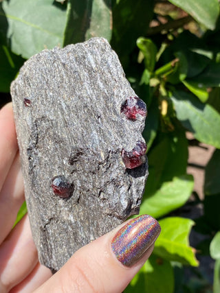 Alaskan Garnets in Mica Schist | Medium Sheet from Curious Muse Crystals Tagged with alaska, garnet, kundalini, loyalty, mica, mica schist, natural garnet, protection, raw mineral, red, red garnet, willpower