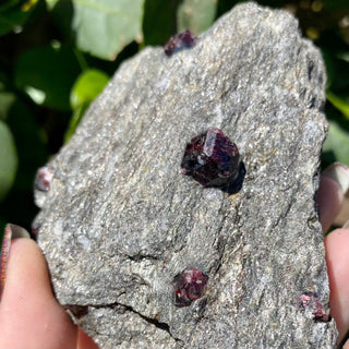 Alaskan Garnets in Mica Schist | Medium Sheet from Curious Muse Crystals Tagged with alaska, garnet, kundalini, loyalty, mica, mica schist, natural garnet, protection, raw mineral, red, red garnet, willpower