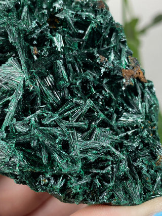 Velvet Malachite Cluster | Fibrous Green Copper Based Crystal from Curious Muse Crystals Tagged with Copper Stone, Crystal Healing, Dark Green Stone, Genuine Crystal, green, Hearth Chakra, hide-notify-btn, Malachite, Manifestation, Mineral Collection, Natural Mineral, Prosperity Wealth, Raw Mineral, Reiki Healing