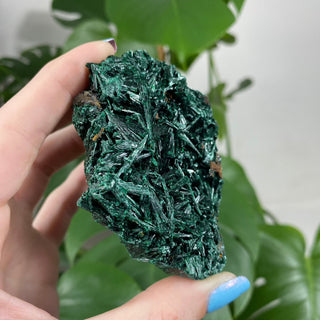 Velvet Malachite Cluster | Fibrous Green Copper Based Crystal from Curious Muse Crystals Tagged with Copper Stone, Crystal Healing, Dark Green Stone, Genuine Crystal, green, Hearth Chakra, hide-notify-btn, Malachite, Manifestation, Mineral Collection, Natural Mineral, Prosperity Wealth, Raw Mineral, Reiki Healing