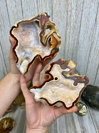 Fossil Agatized Coral Collectors Pair | Tampa Bay, Florida from Curious Muse Crystals Tagged with fine mineral, florida, fossil, Fossil Coral, hide-notify-btn, high grade, orange, raw, red, Tampa Bay, USA, white