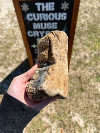 Black and Tan Petrified Wood Raw Display Piece