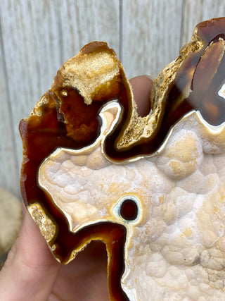 Fossil Agatized Coral Collectors Pair | Tampa Bay, Florida from Curious Muse Crystals Tagged with fine mineral, florida, fossil, Fossil Coral, hide-notify-btn, high grade, orange, raw, red, Tampa Bay, USA, white