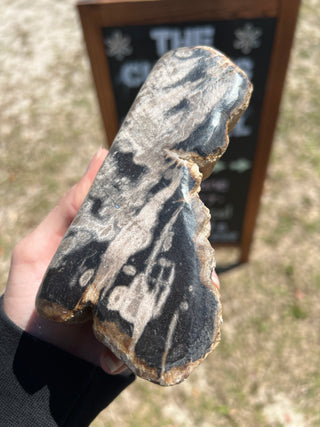 Black and Tan Petrified Wood Raw Display Piece