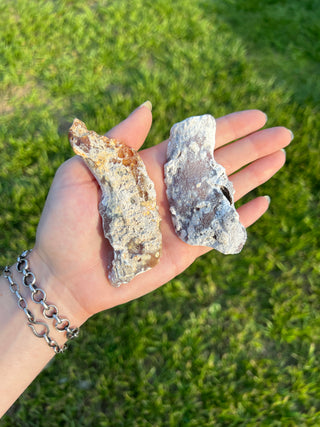 Fossil Agatized Coral Collectors Pair | Tampa Bay, Florida