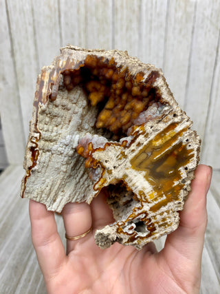 Fossil Agatized Coral Collectors Pair | Tampa, Florida from Curious Muse Crystals Tagged with fine mineral, florida, fossil, Fossil Coral, hide-notify-btn, high grade, orange, raw, red, Tampa Bay, USA, white