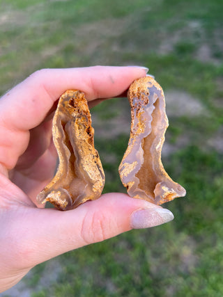 Fossil Agatized Coral Collectors Pair | Tampa Bay, Florida