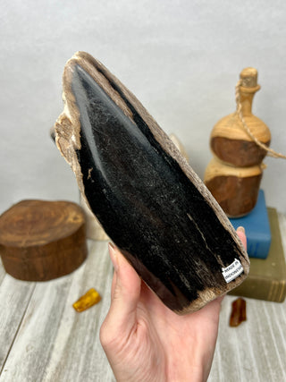 Petrified Wood Raw Display Piece
