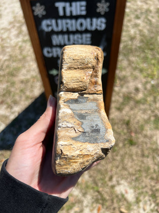 Black and Tan Petrified Wood Raw Display Piece