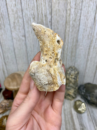 Fossil Agatized Coral | Tampa Bay, Florida from Curious Muse Crystals Tagged with fine mineral, florida, fossil, Fossil Coral, hide-notify-btn, high grade, orange, raw, red, Tampa Bay, USA, white