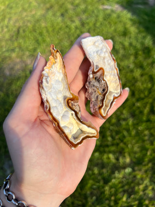 Fossil Agatized Coral Collectors Pair | Tampa Bay, Florida