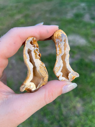 Fossil Agatized Coral Collectors Pair | Tampa Bay, Florida